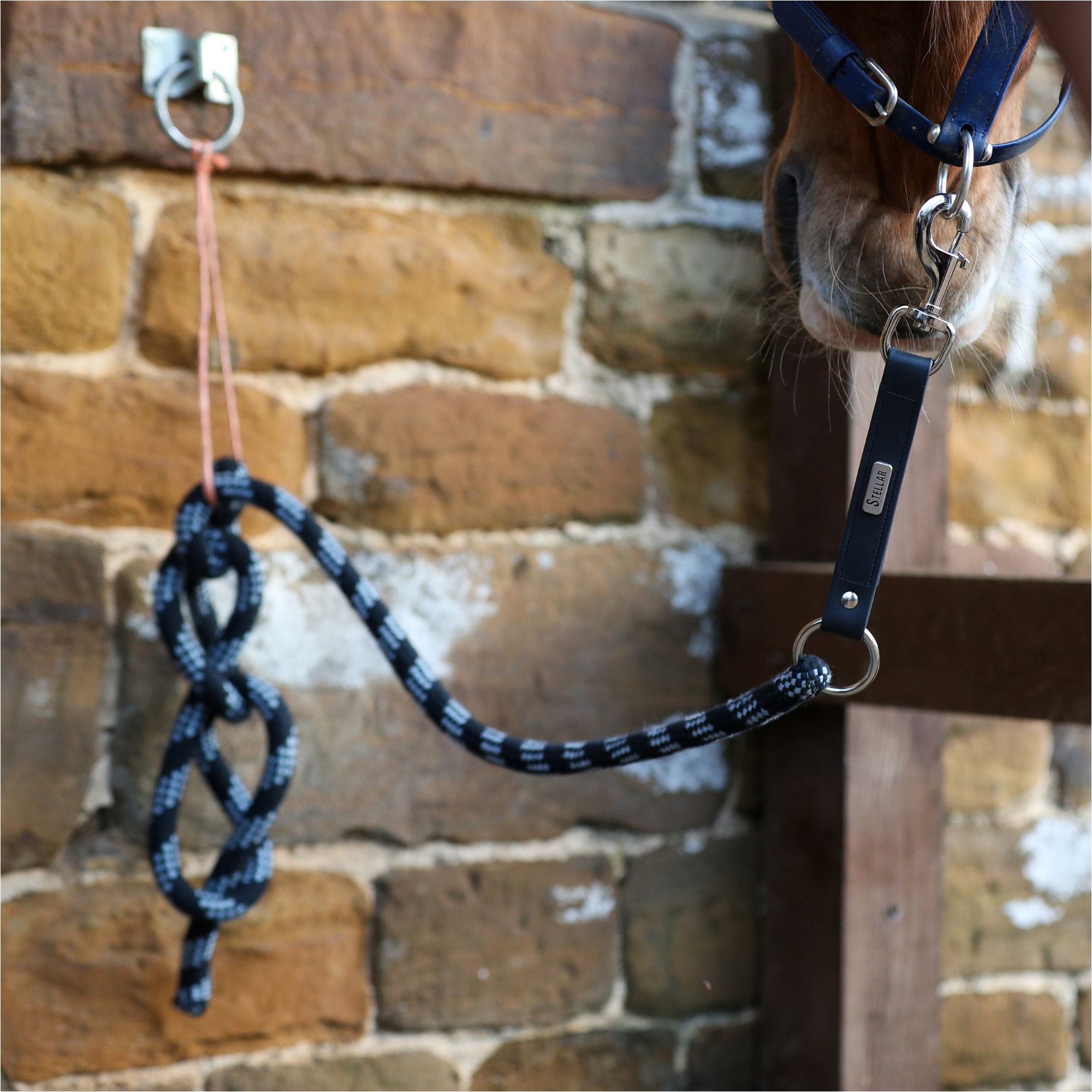2026 Equilibrium Stellar Saftey Leadrope 32309 - Black